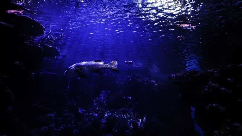 Foto “Fish in sea aquarium” von Skitter