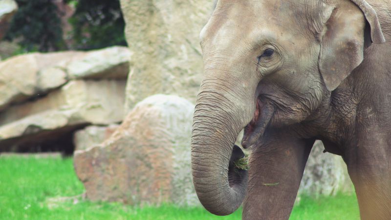 Foto “Elephant” von Jan Vašek