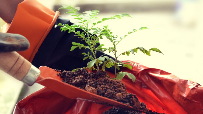 Foto “Planting a seedling tree” von Jeshu John