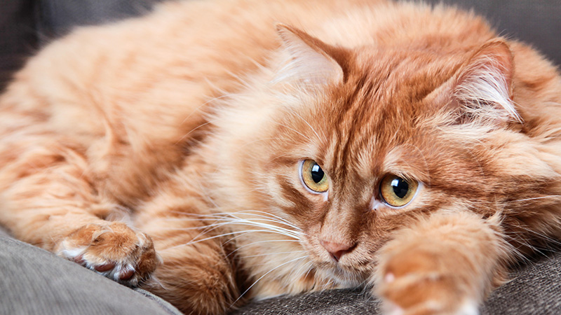 Photo “Orange Cat Lying On Grey Couch” by hazan aköz ışık