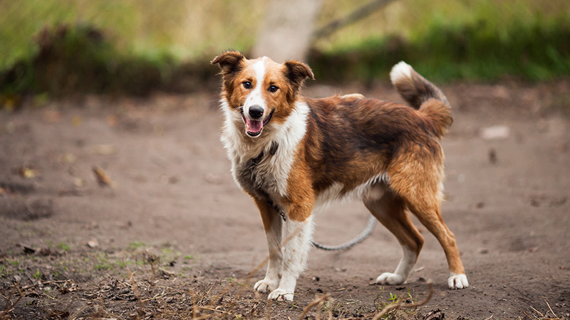 Foto “Border Collie Outdoor Near Brown Wooden Dog House” von Robert Bogdan