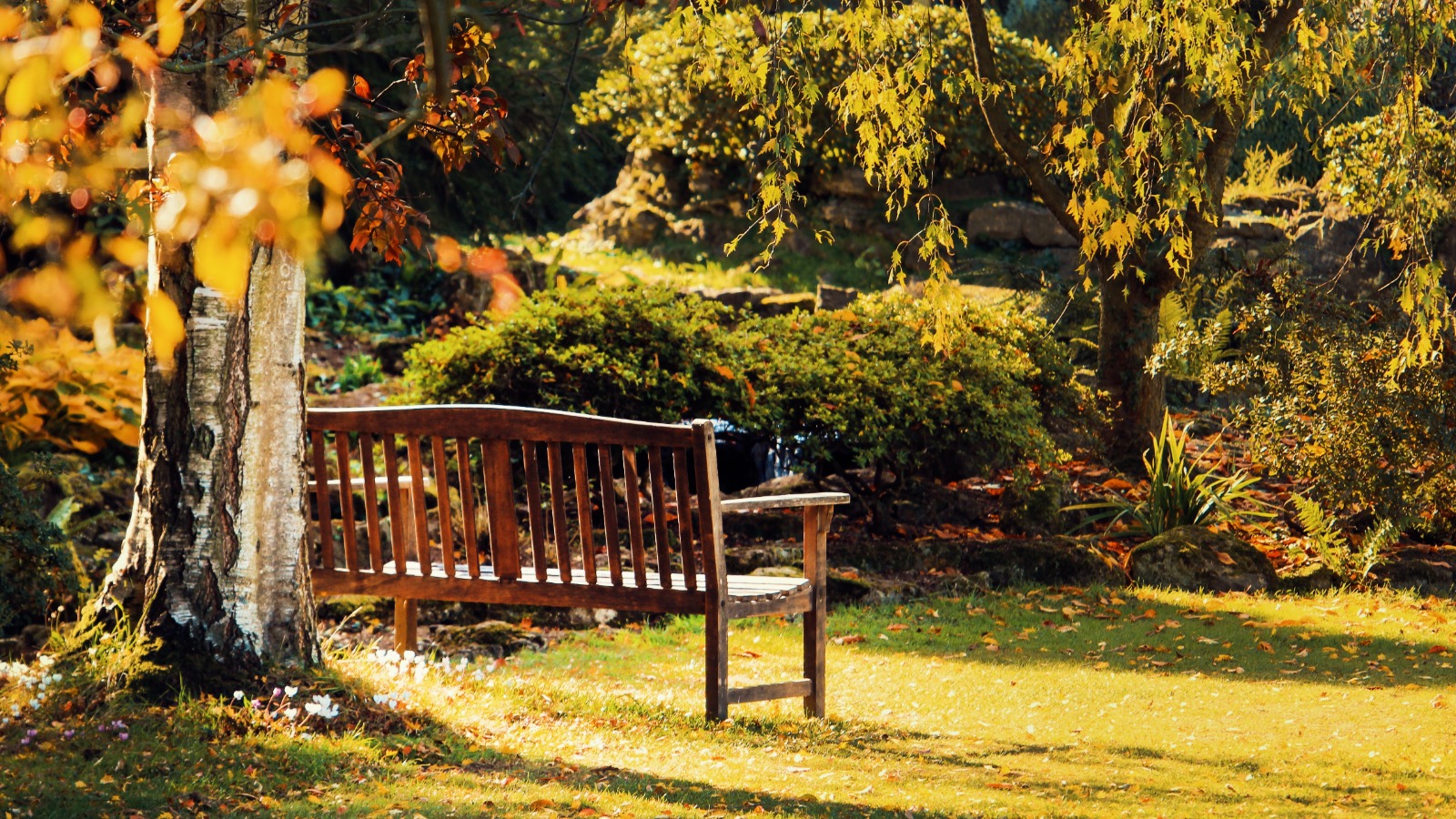 Foto “Brown Wooden Bench Near Green Leaf Tree” von Tom Swinnen